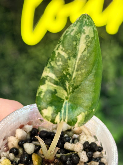 ALOCASIA MAHARANI ALBO VARIEGATED