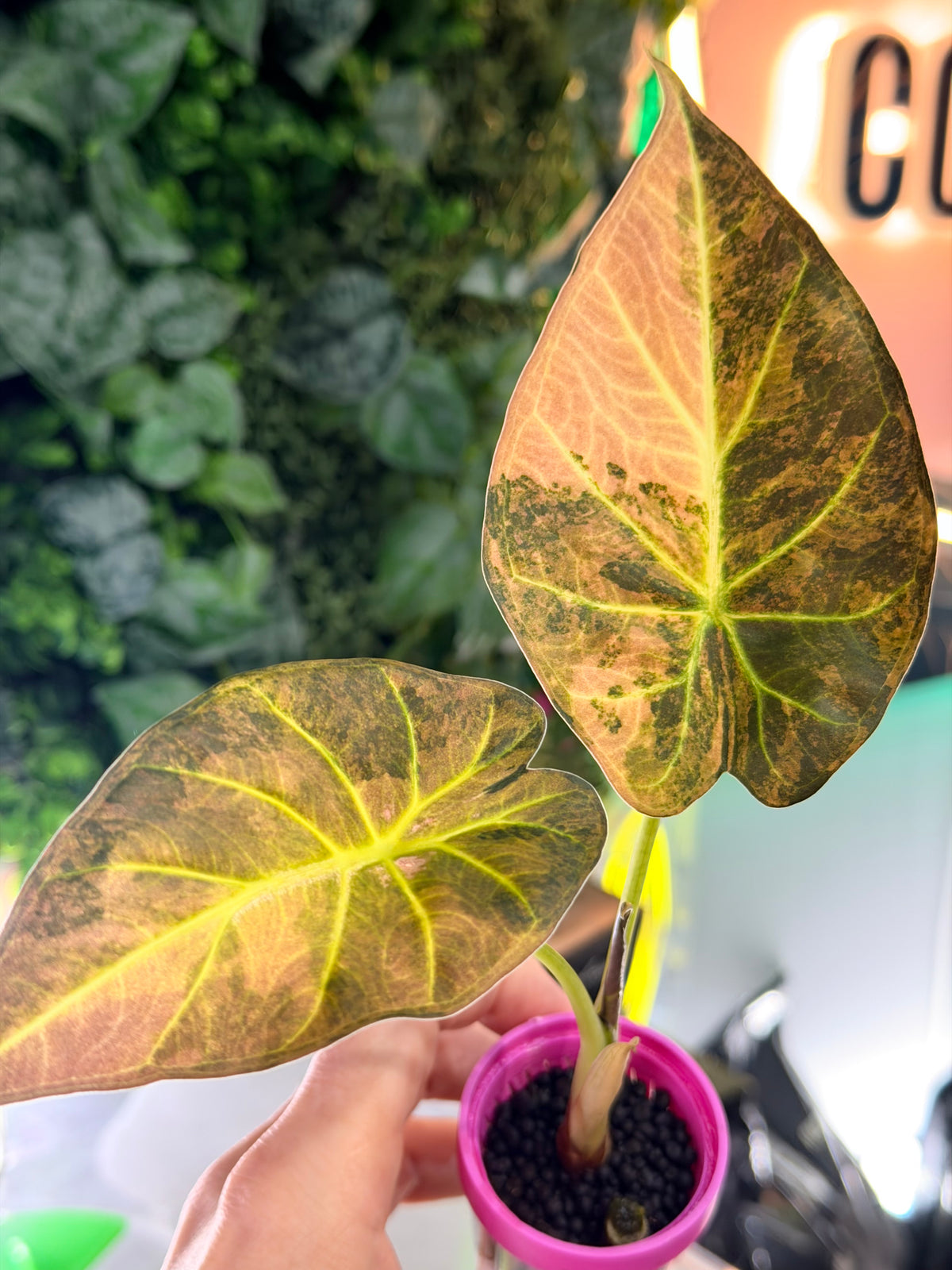 Alocasia 'Regal Shields' Aurea, golden variegation on large ruffle-edged heart-shaped leaves