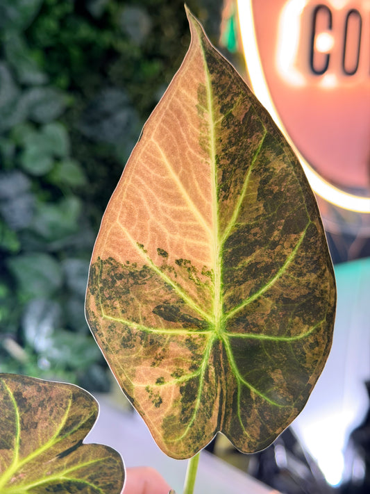 ALOCASIA REGAL SHIELDS AUREA VARIEGATED