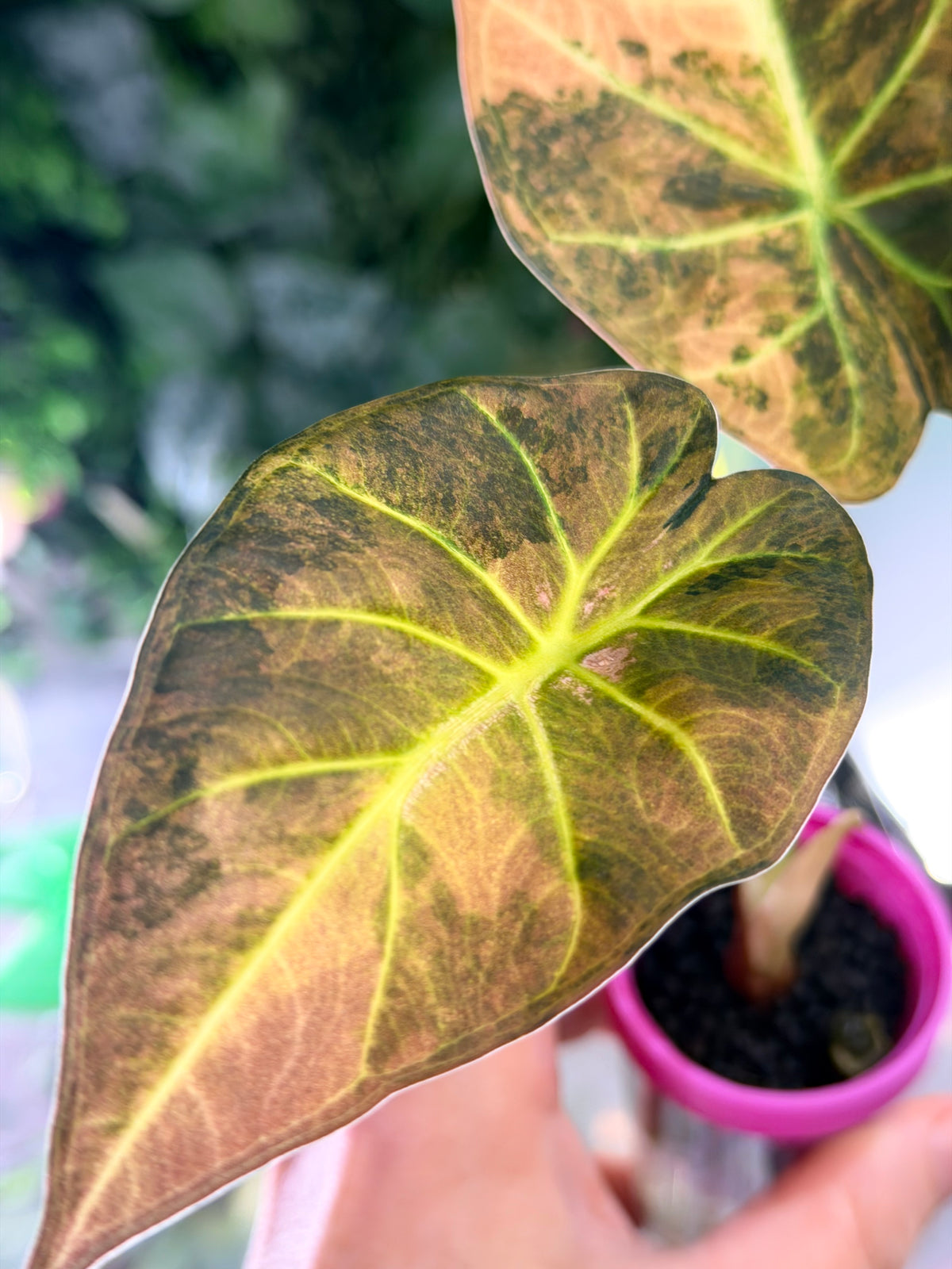 Alocasia 'Regal Shields' Aurea, golden variegation on large ruffle-edged heart-shaped leaves