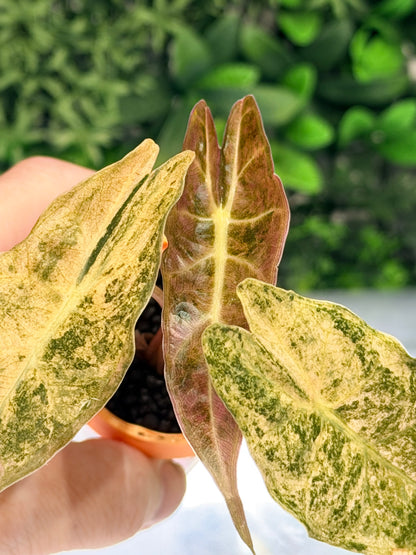 ALOCASIA LONGILOBA BLACK SATUN STARDUST