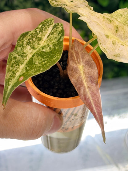 ALOCASIA LONGILOBA BLACK SATUN STARDUST