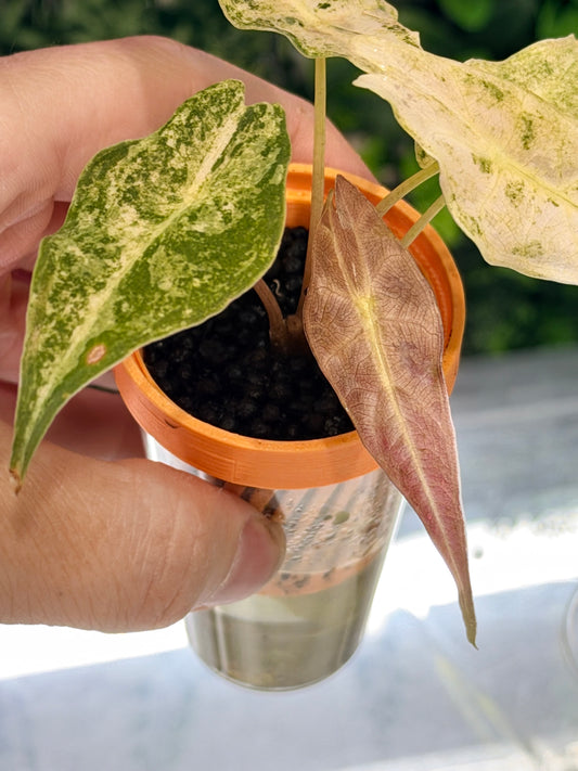 ALOCASIA LONGILOBA BLACK SATUN STARDUST