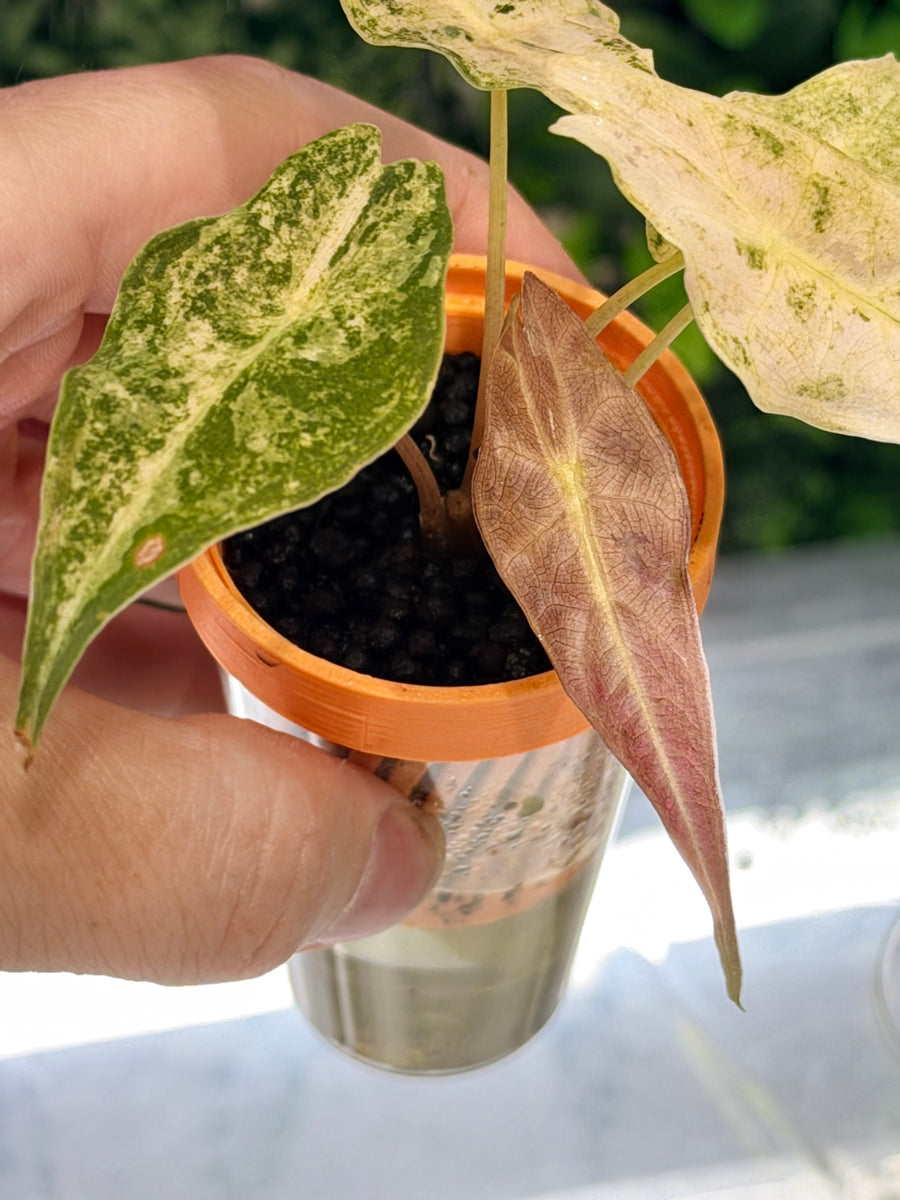 ALOCASIA LONGILOBA BLACK SATUN STARDUST
