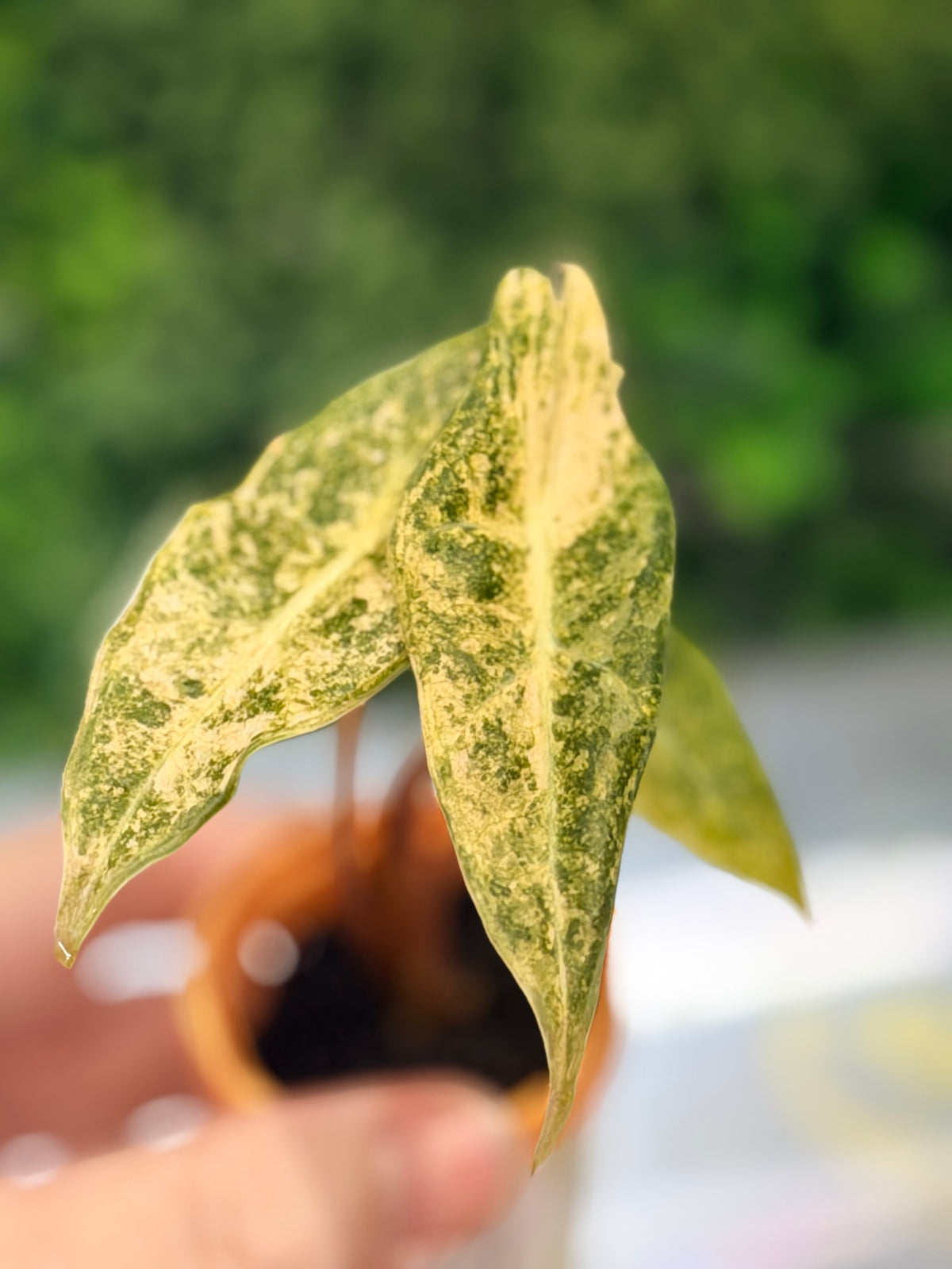 ALOCASIA LONGILOBA BLACK SATUN STARDUST
