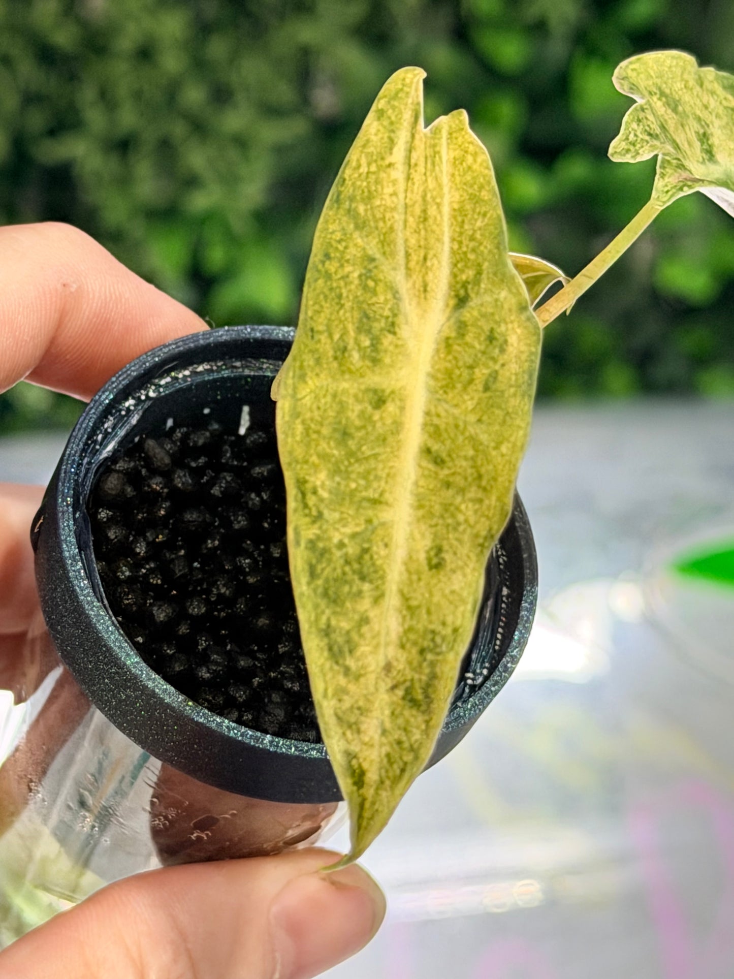 ALOCASIA LONGILOBA BLACK SATUN STARDUST