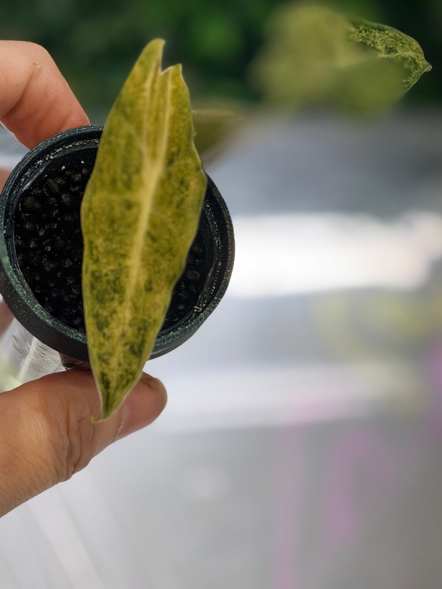 ALOCASIA LONGILOBA BLACK SATUN STARDUST
