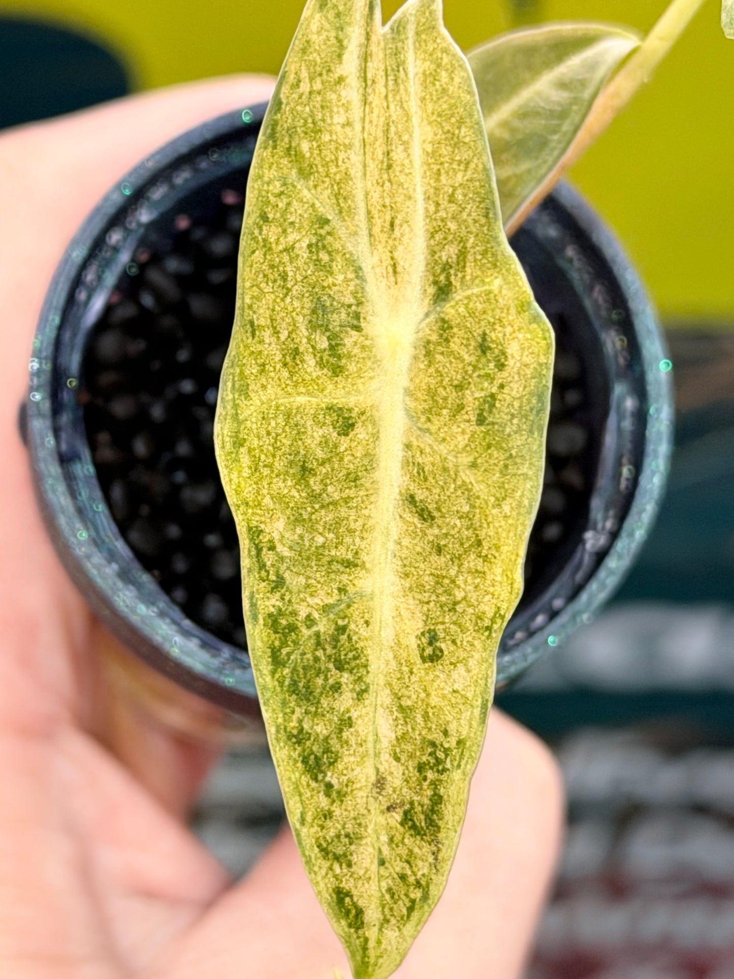 ALOCASIA LONGILOBA BLACK SATUN STARDUST