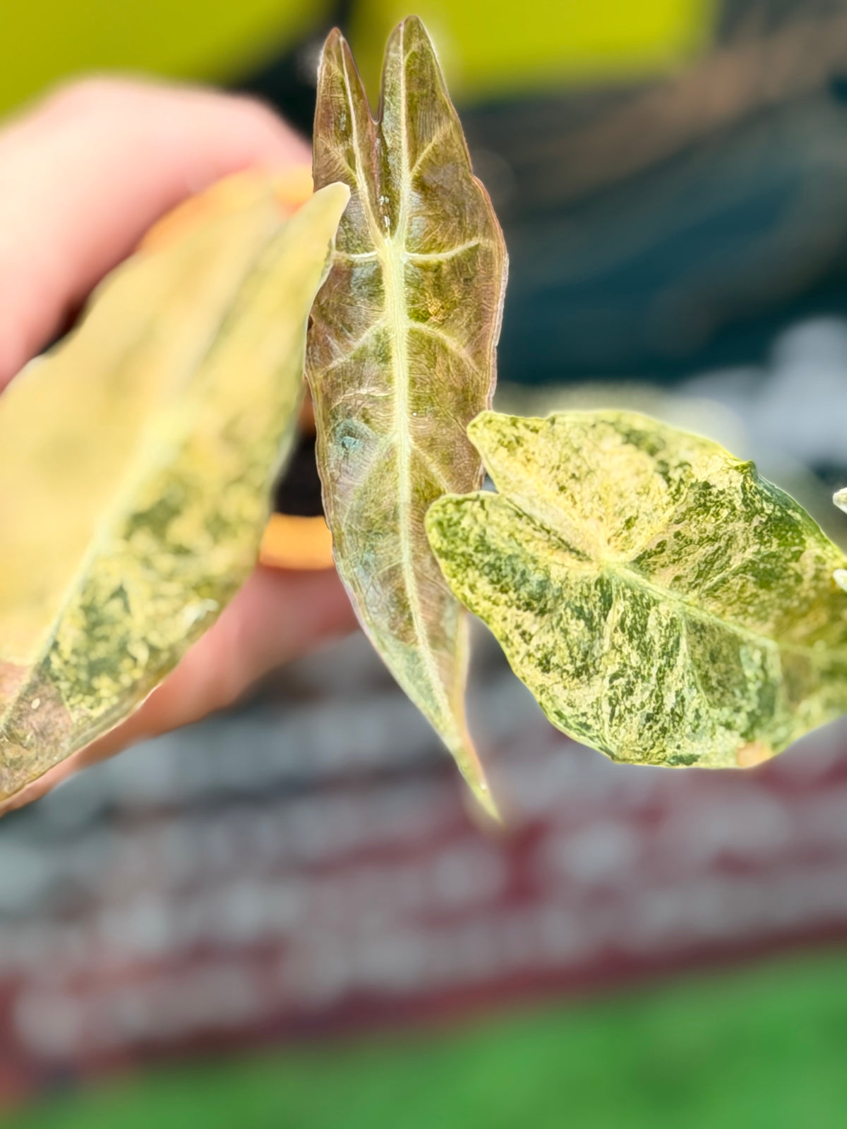 ALOCASIA LONGILOBA BLACK SATUN STARDUST