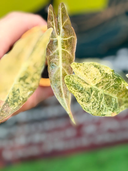 ALOCASIA LONGILOBA BLACK SATUN STARDUST
