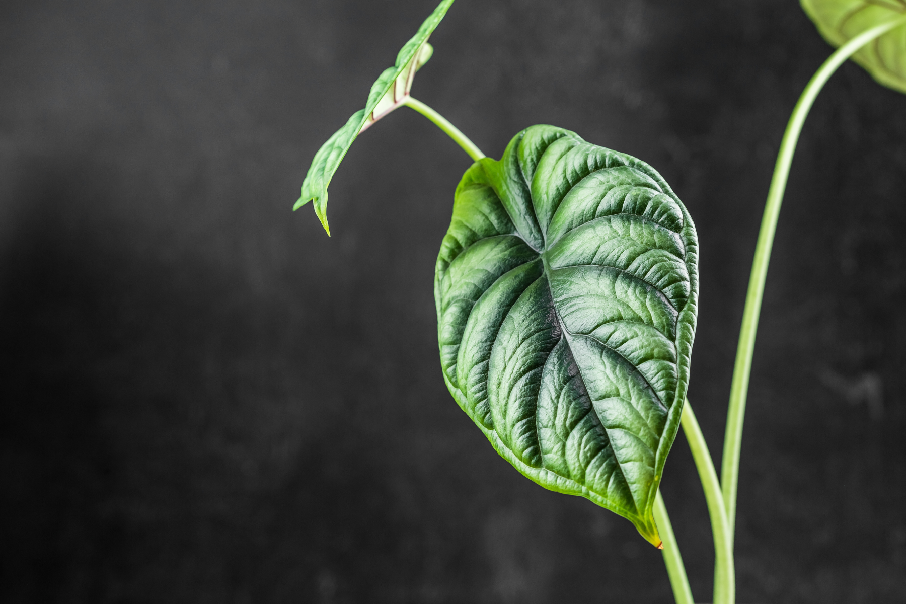 Juvenile Alocasia Collection