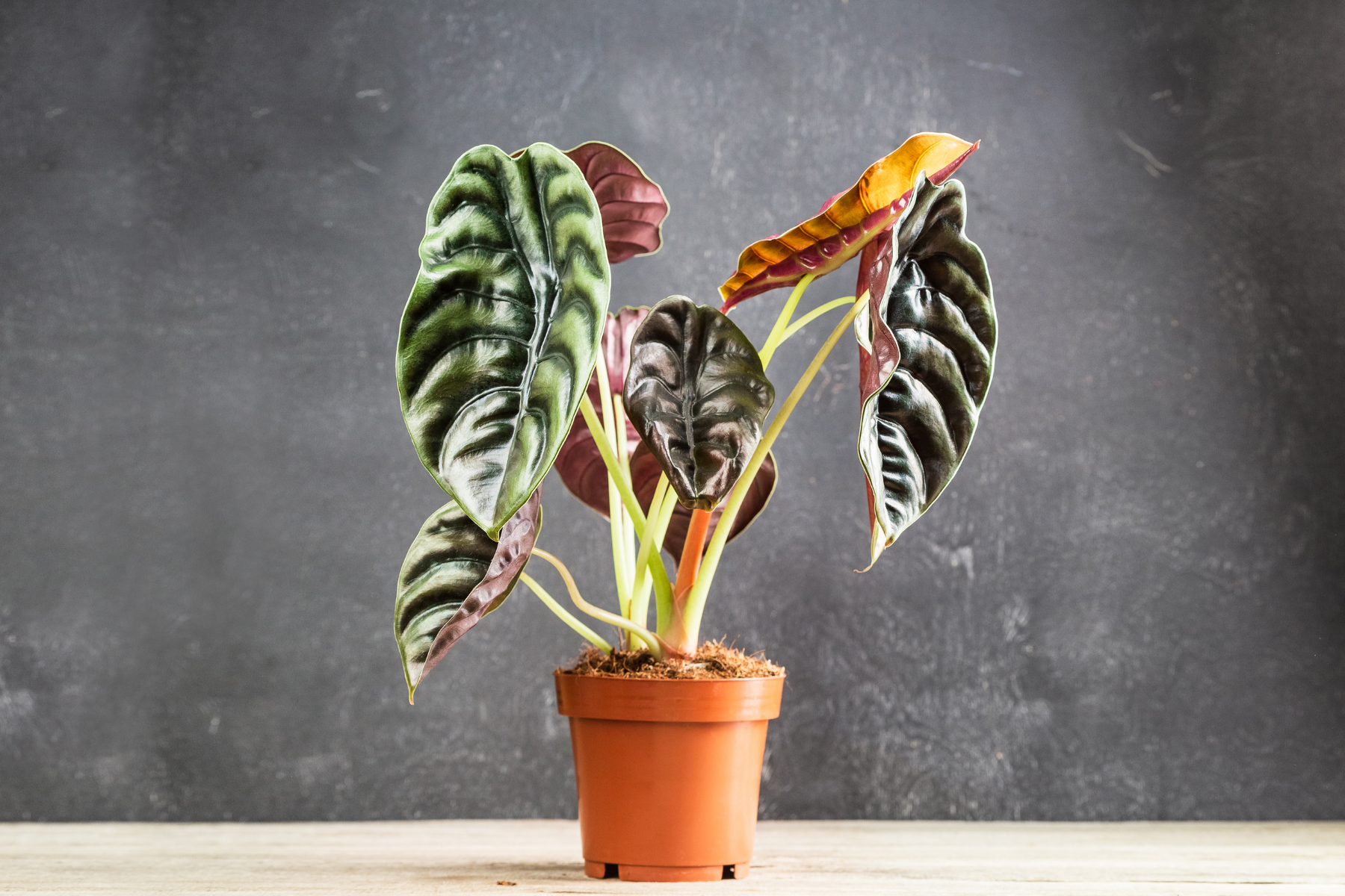 Mature Plant Collection The Alocasia Company