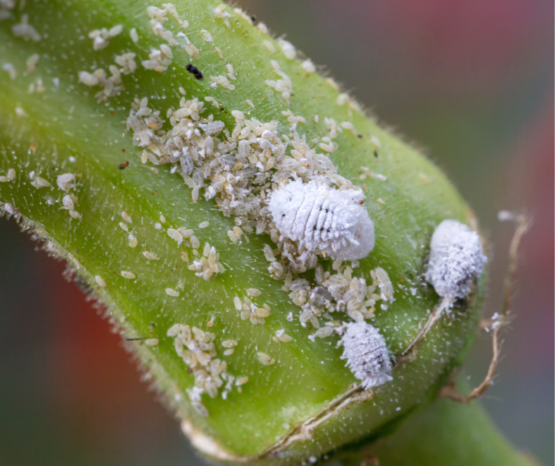 Mealybugs
