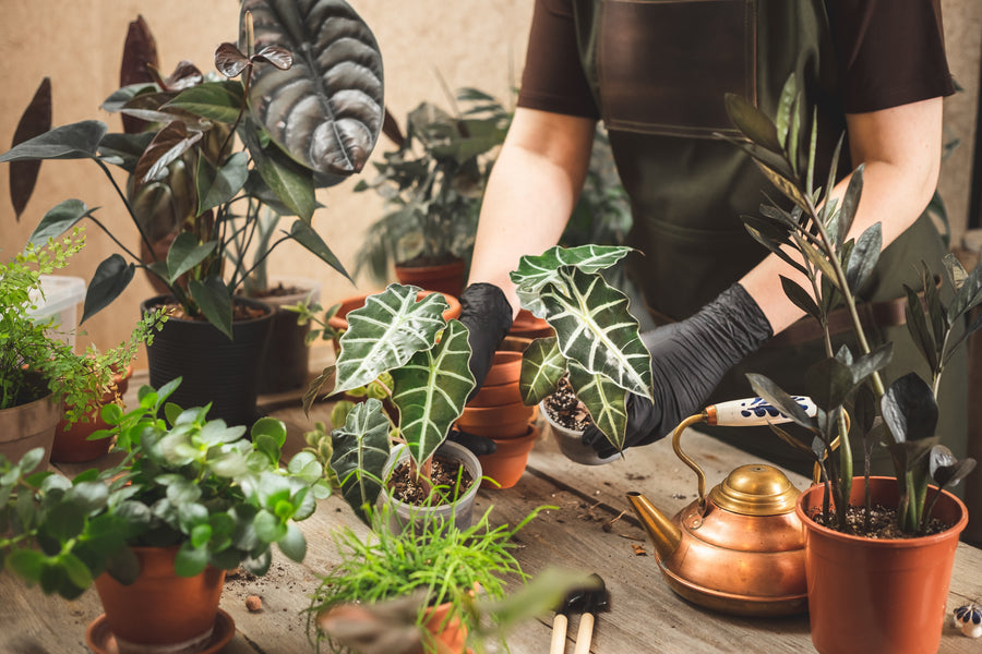 Substrates and pots