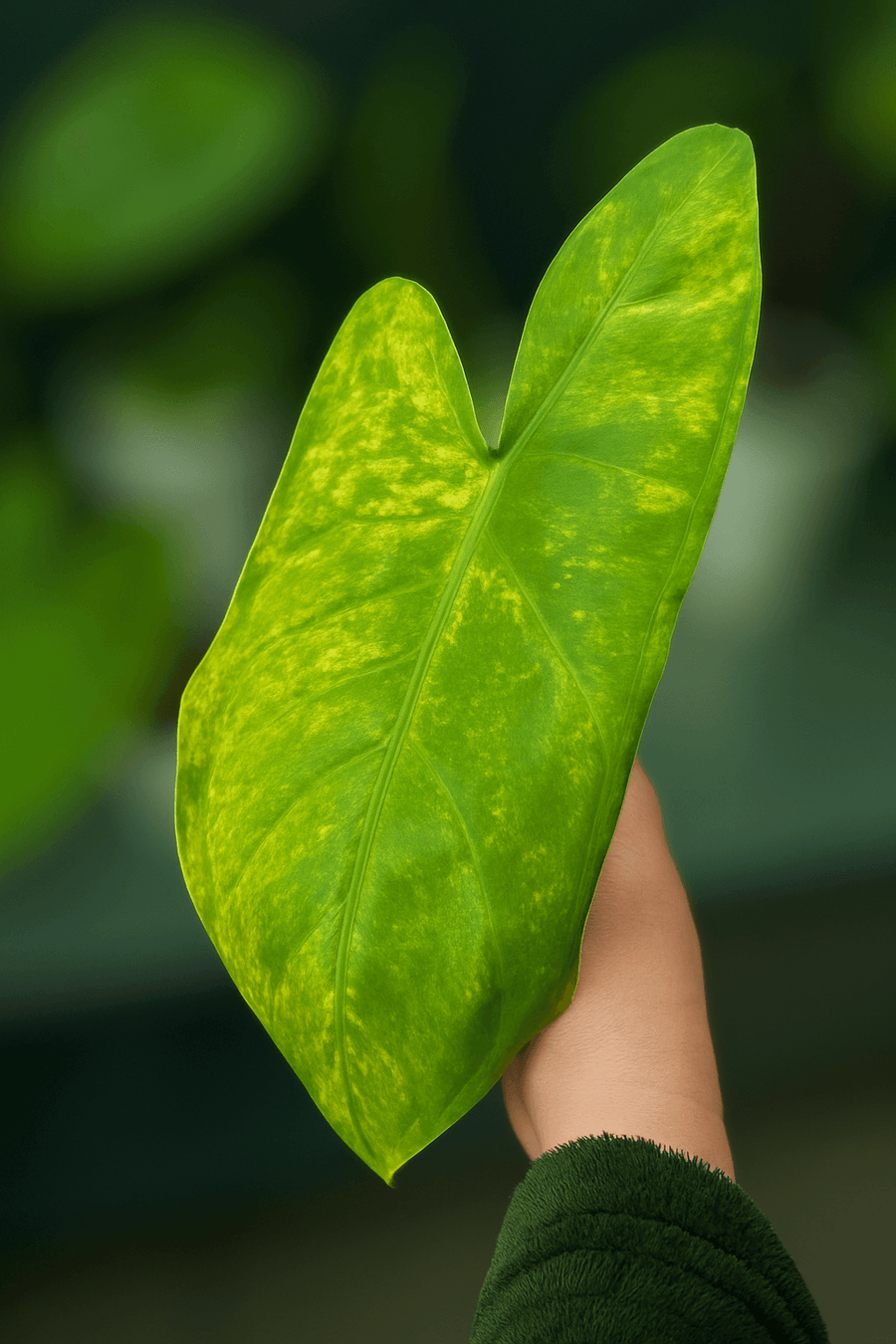 ALOCASIA PINK DRAGON LIME AUREA VARIEGATED