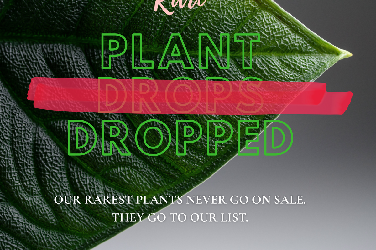 Rare plant drops, dropped. Our rarest plants never go on sale. They go to our list.