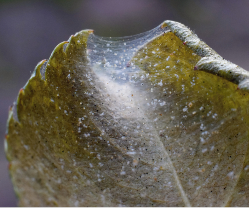Spider mites
