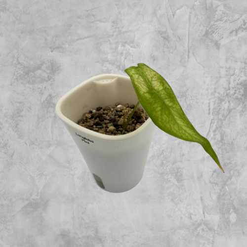 Longiloba Mint