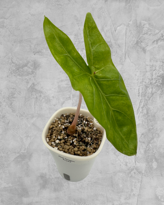 Pink Dragon Lime Aurea