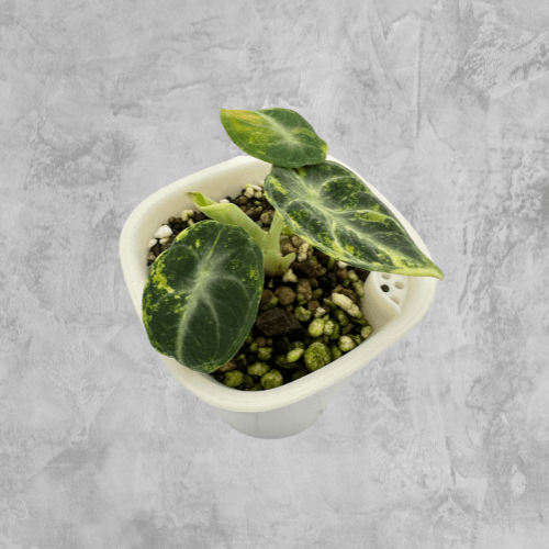 Ninja Aurea Splash - The Alocasia Company