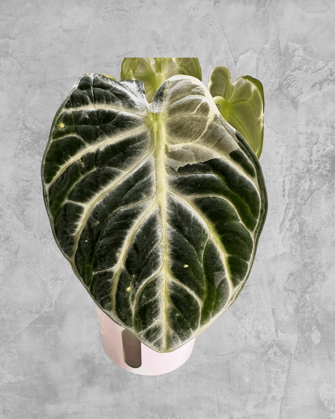Rare Alocasia Ninja Albo – Variegated Indoor Plant – The Alocasia Rare Alocasia Ninja Albo – Variegated Indoor Plant – The Alocasia