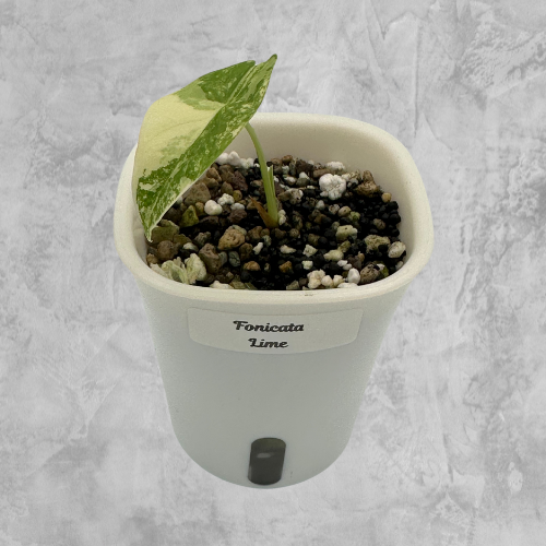 Fornicata Lime Aurea