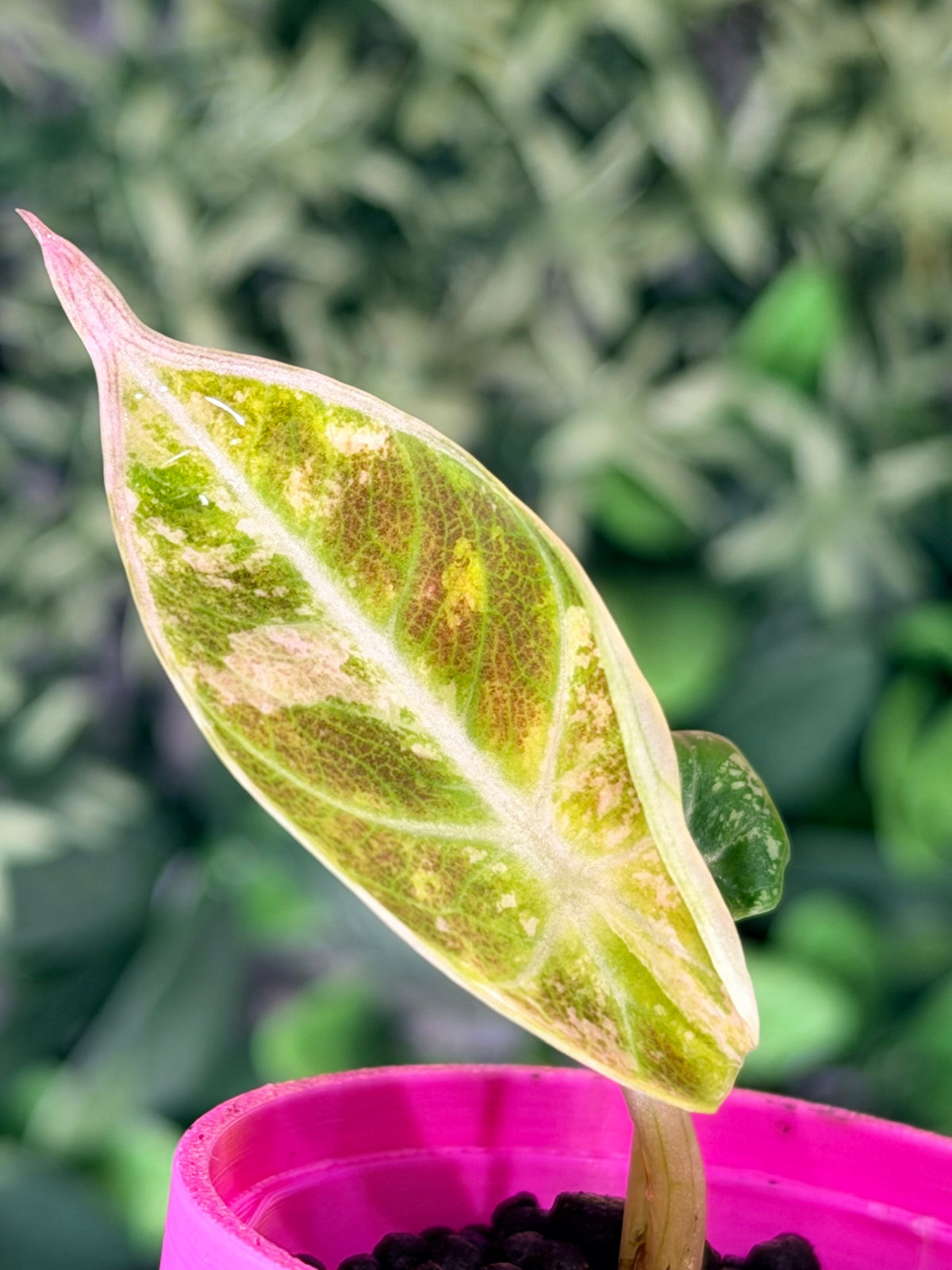 Alocasia 'Ninja' Pink Variegated, plant 1: a long pointed leaf with a pink tip and edge, green and yellow-green with salmon and cream sectors
