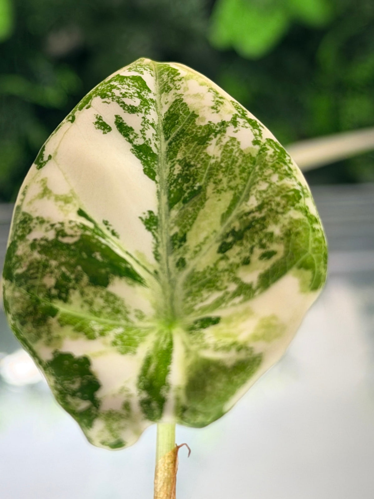 Alocasia 'Ninja' Pink Variegated, plant 2: a leaf that is mostly cream and white with lacy green mottling