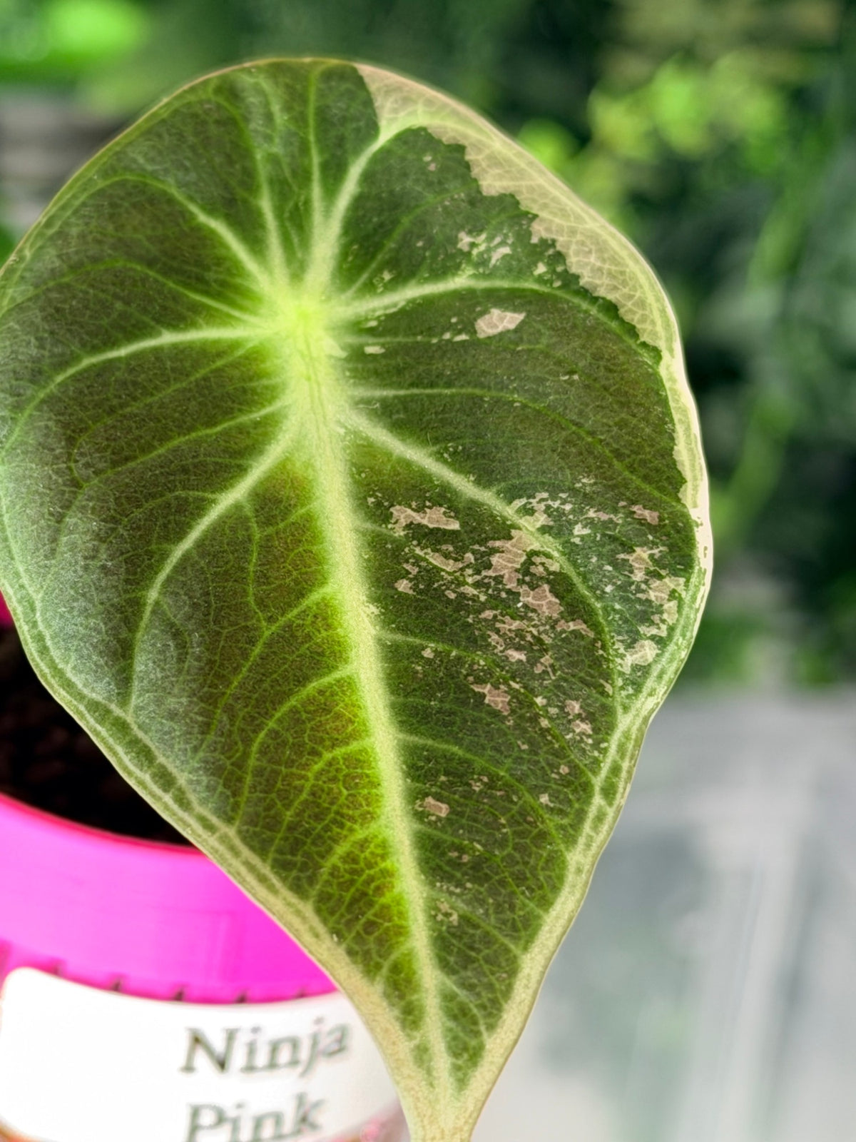 Alocasia 'Ninja' Pink Variegated, plant 4: a deep green leaf with pale veining, a cream edge and pink-cream flecks