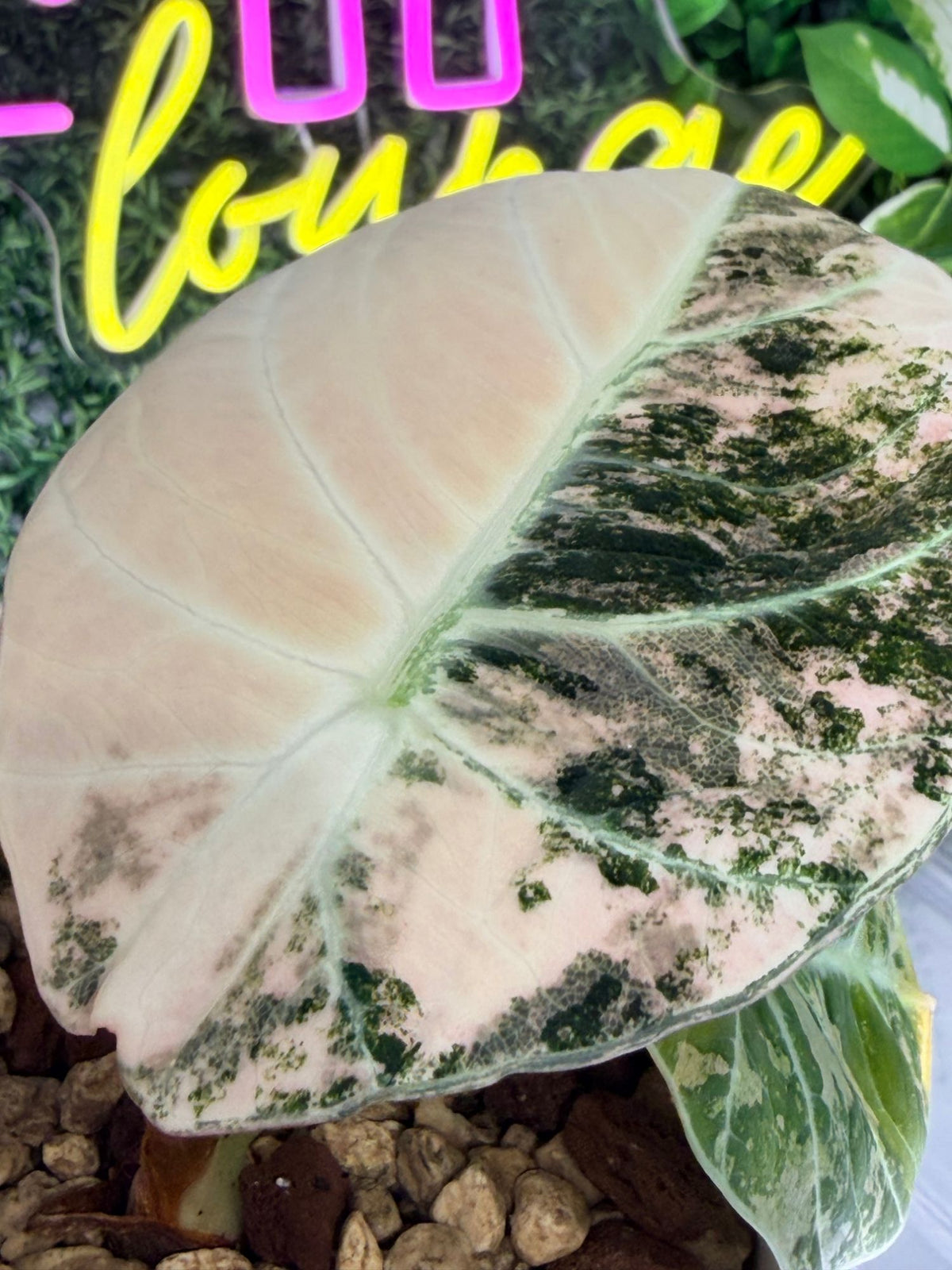 Alocasia 'Ninja' Pink Variegated