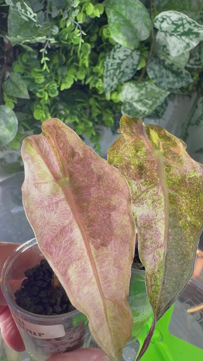 ALOCASIA POLLY TRI-COLOUR VARIEGATED