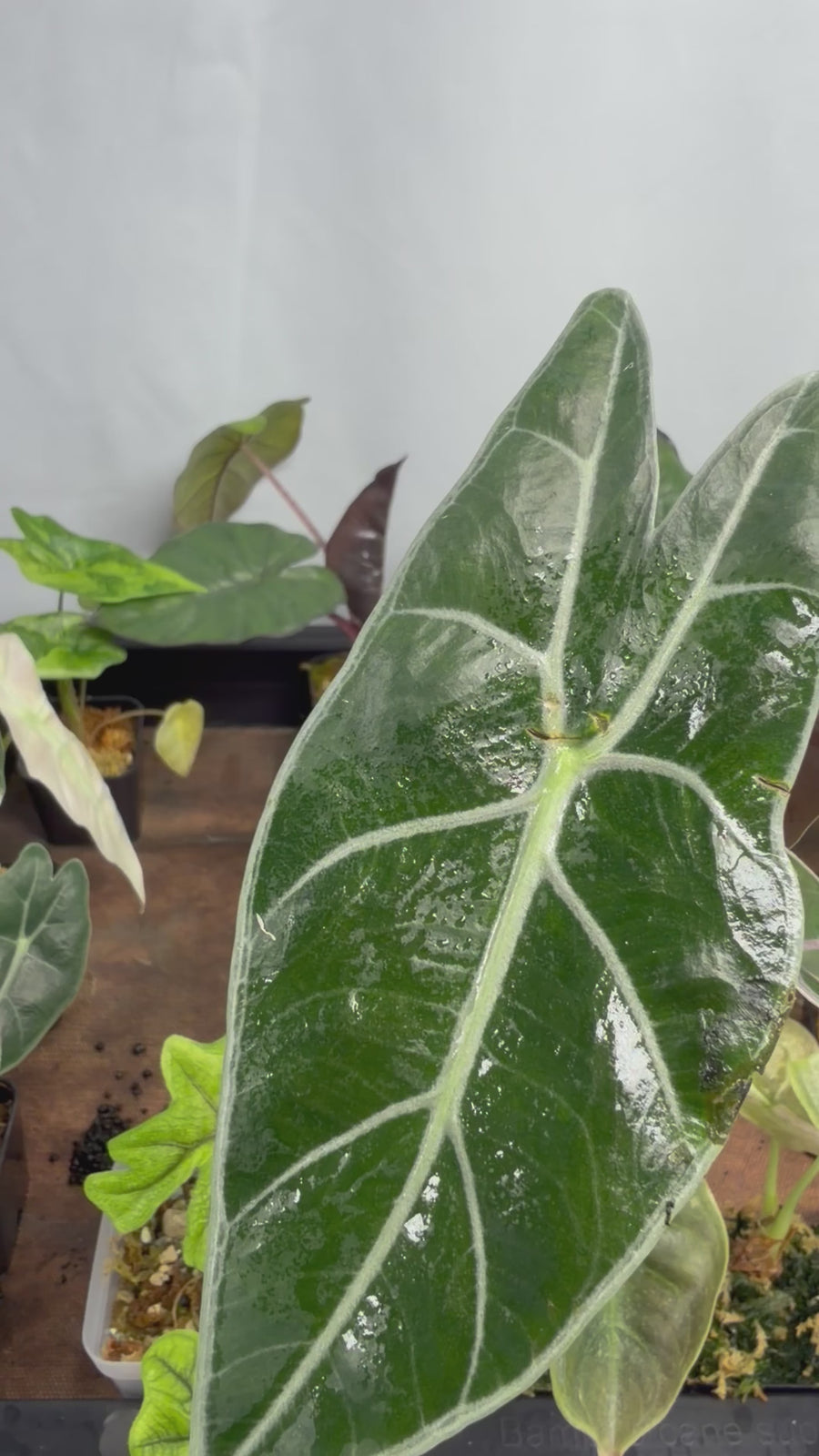 ALOCASIA BLACK SATUN PINK BONE