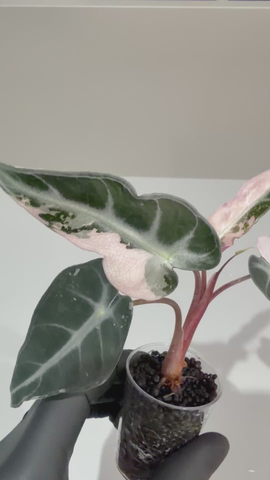Alocasia Bambino Pink – The Alocasia Company