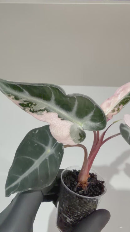 ALOCASIA BAMBINO PINK VARIEGATED