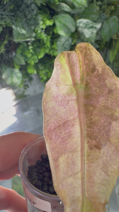 ALOCASIA POLLY TRI-COLOUR VARIEGATED