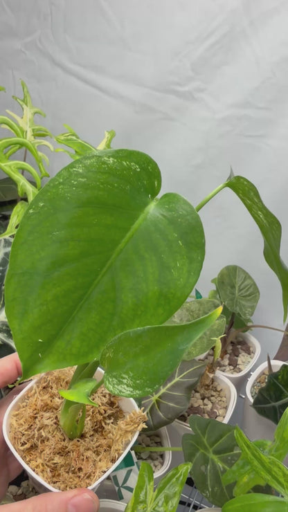 MONSTERA 'DEVIL MONSTER'
