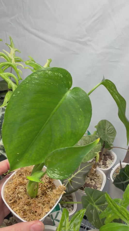 MONSTERA 'DEVIL MONSTER'