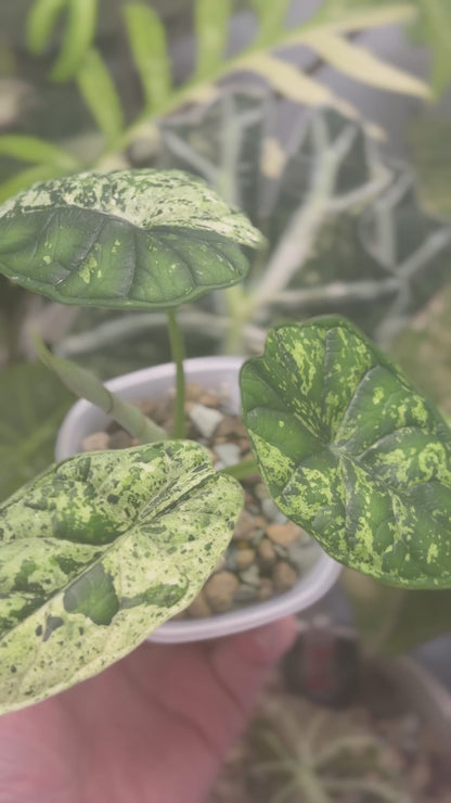 ALOCASIA DRAGON SCALE MARBLE MINT VARIEGATED