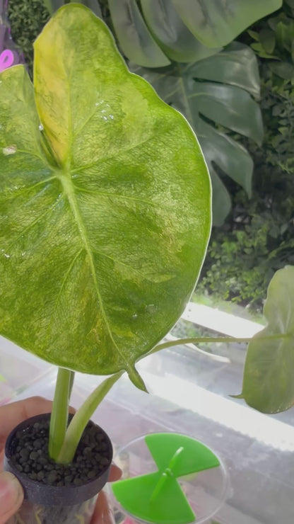 ALOCASIA MICHOLITZIANA 'FRYDEK' "DORAYAKI" AUREA VARIEGATED