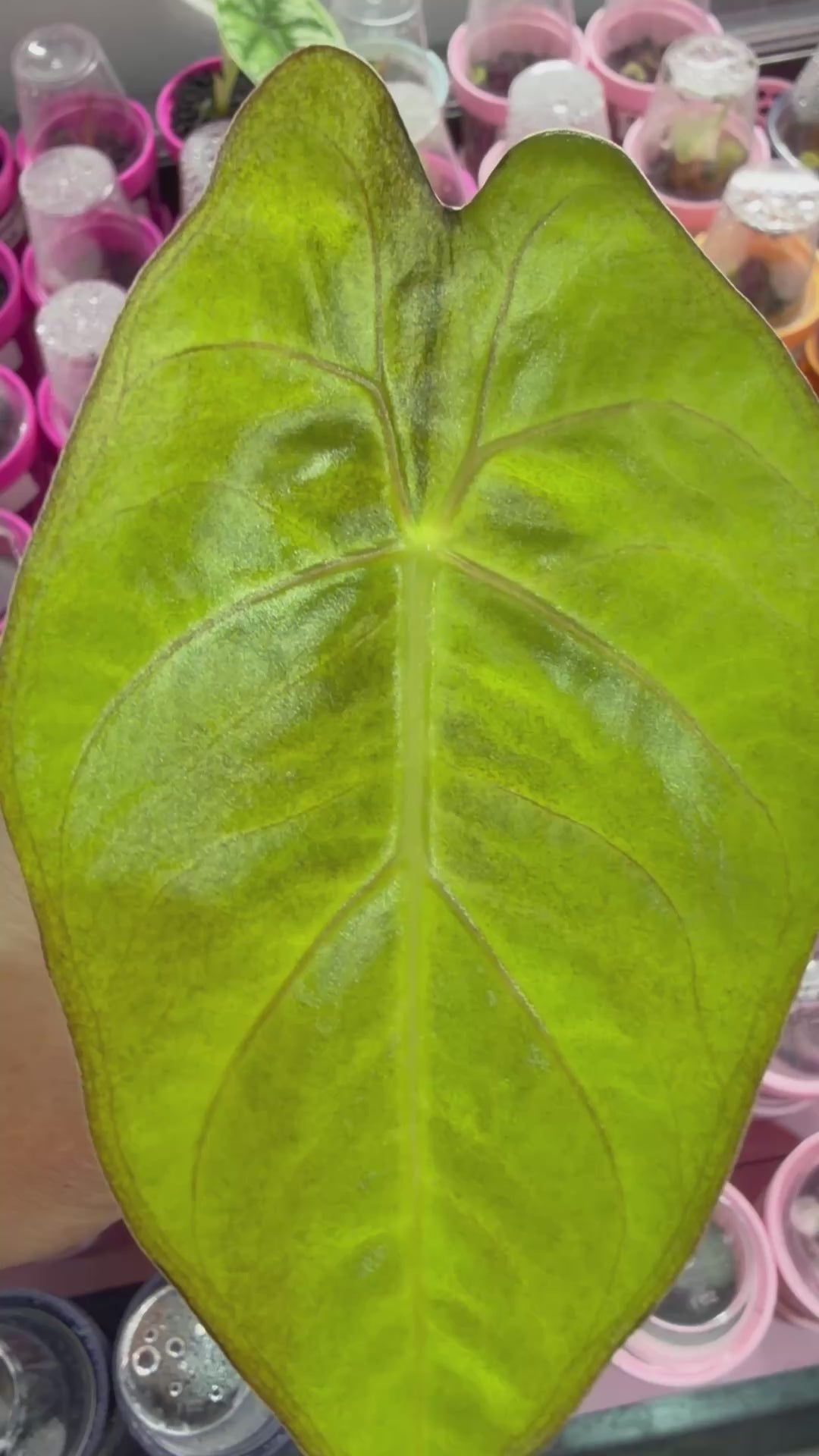ALOCASIA LOWII AUREA VARIEGATED