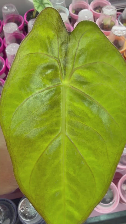 ALOCASIA LOWII AUREA VARIEGATED