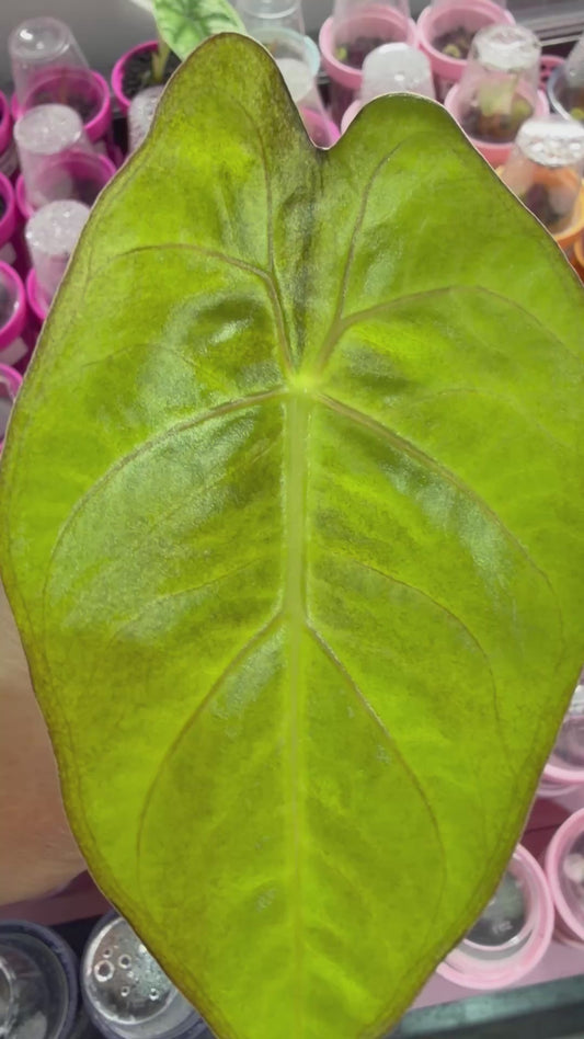 ALOCASIA LOWII AUREA VARIEGATED