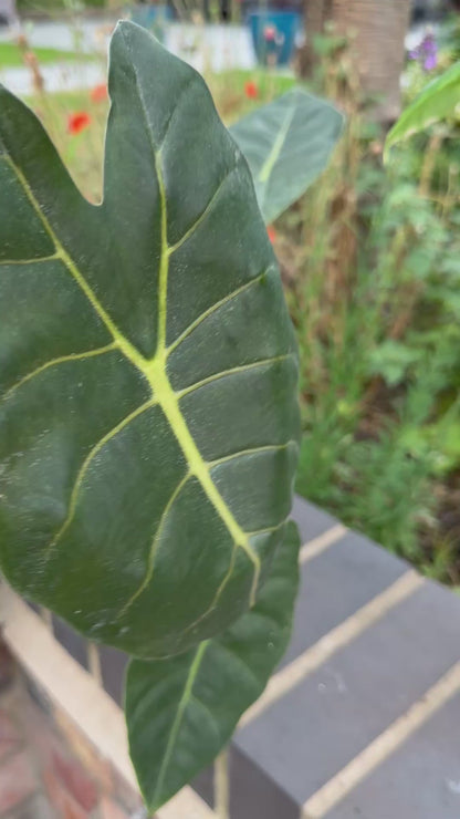 ALOCASIA GOLDEN BONE