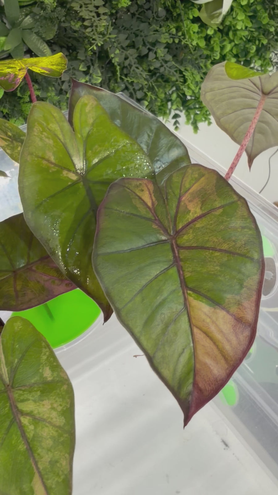ALOCASIA YUCATAN PRINCESS AUREA VARIEGATED