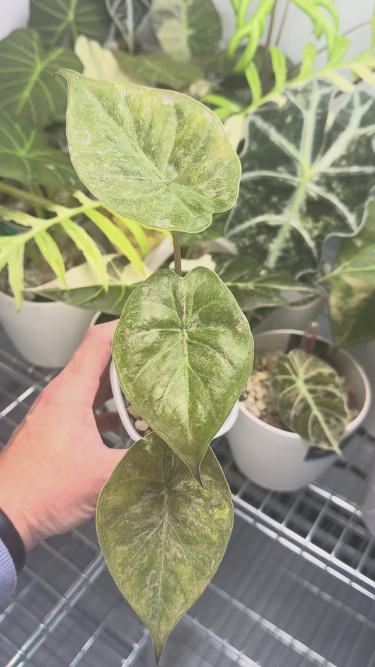 ALOCASIA WENTII PINK SPLASH VARIEGATED