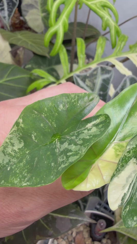 ALOCASIA SCABRIUSCULA PINK VARIEGATED
