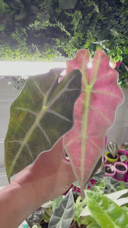 ALOCASIA POLLY GHOST VARIEGATED