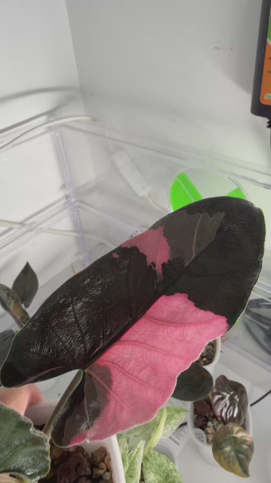 Alocasia Antoro Velvet Pink