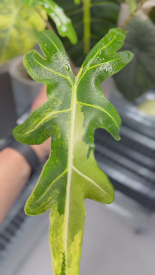 ALOCASIA PORTEI AUREA VARIEGATED
