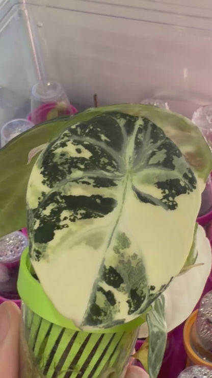 ALOCASIA NINJA ALBO